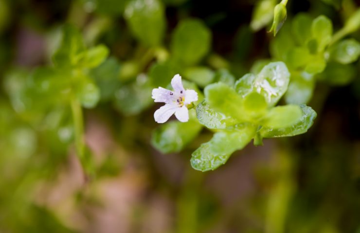 All About Bacopa: Nature’s Nootropic